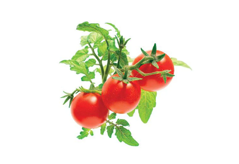 Extra Pods for the World's Smartest Indoor Garden (3-Pack) - Image 6