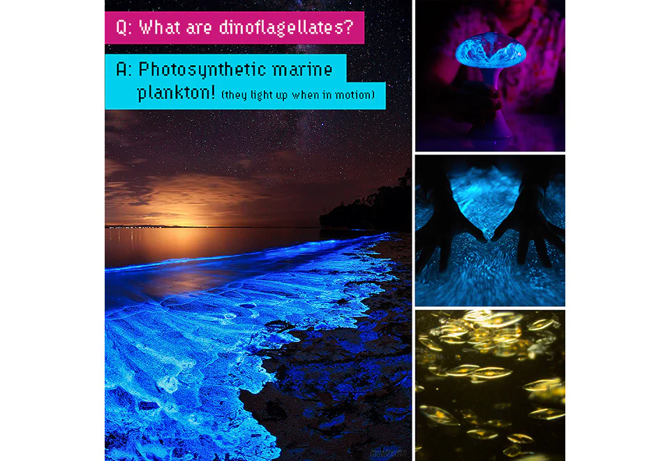 Glowing Plankton Aquarium - Image 10