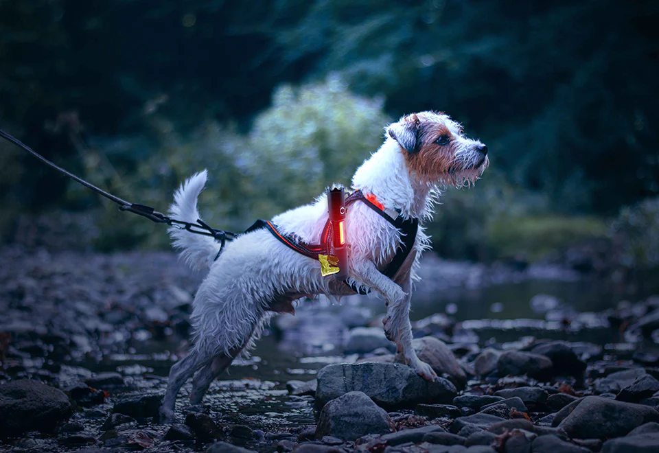 LED Tactical Flashlight and Pet Waste Bag Dispenser - Image 6
