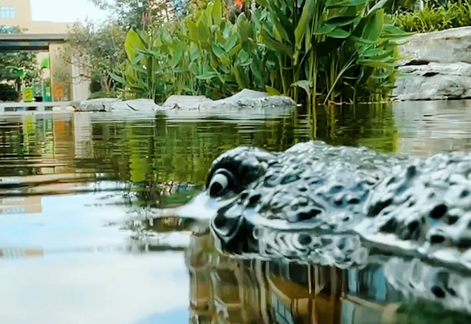 RC Robot Crocodile - Image 5
